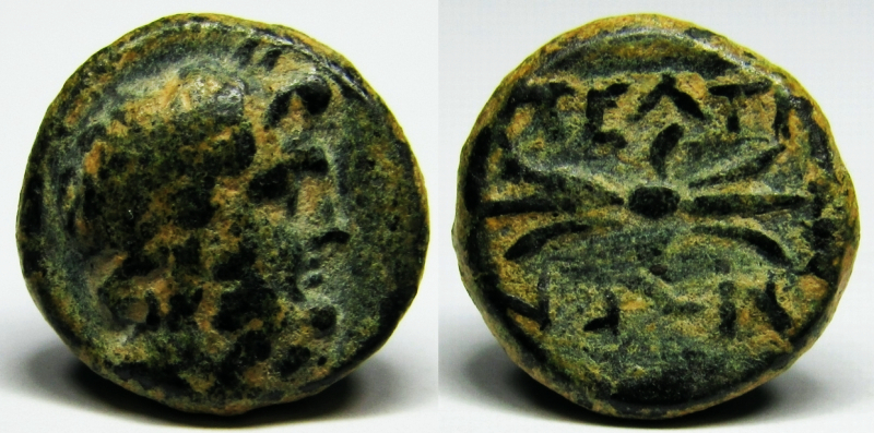 peltae2.jpg