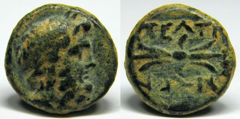 peltae2.jpg