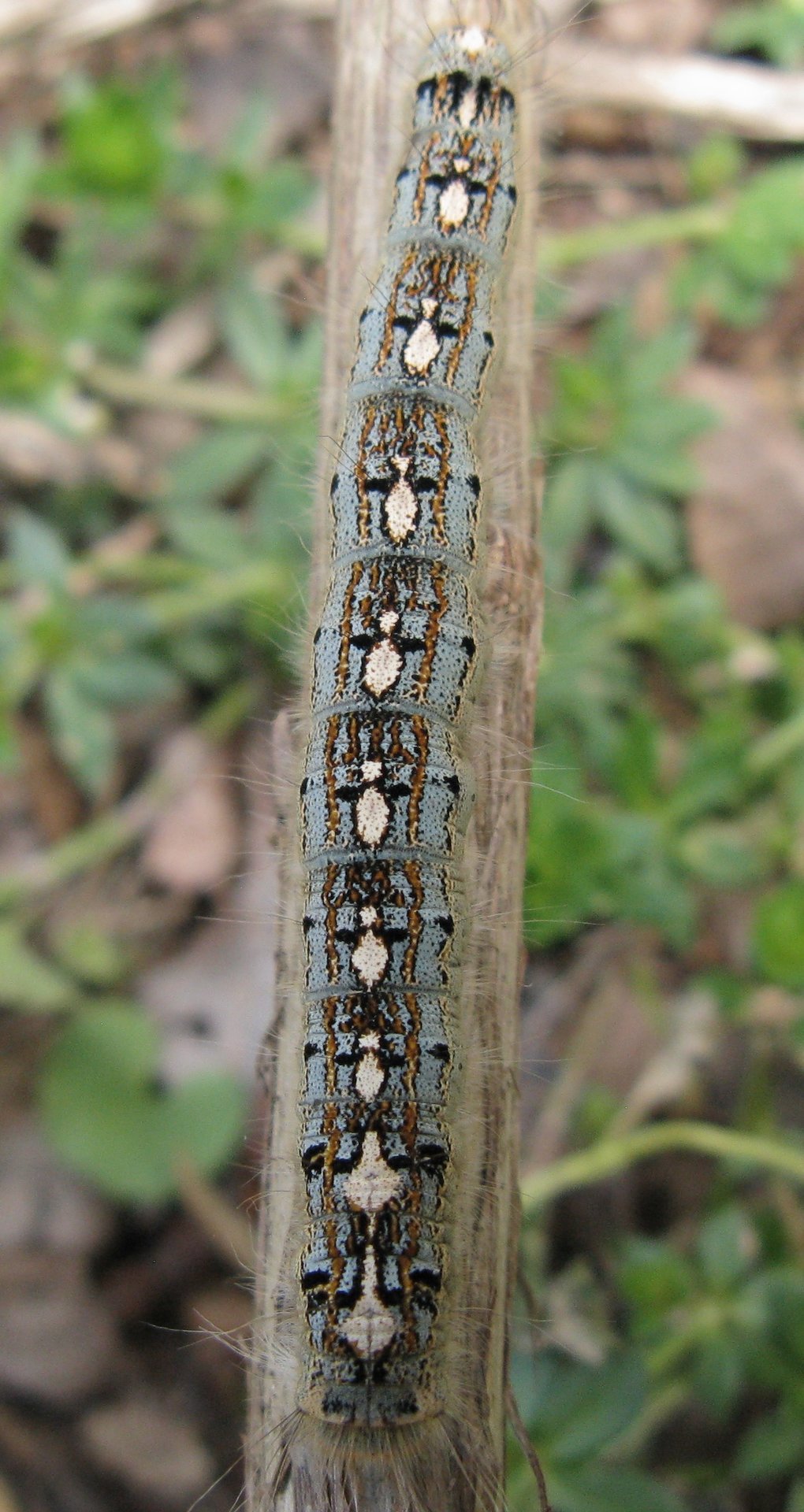 Penguin tent caterpillar.jpg