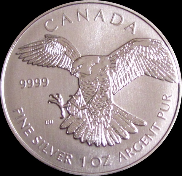 Peregrine Falcon.JPG