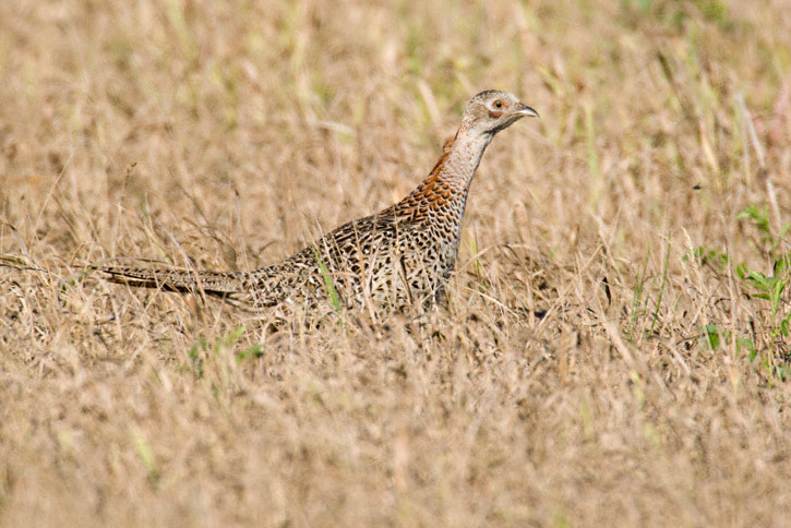 pheasant.jpg