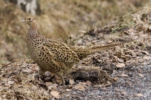pheasant strategy.jpg