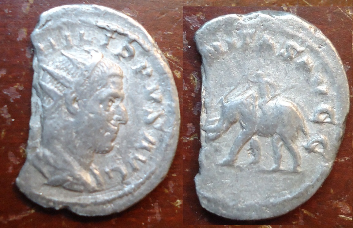Philip I Elephant Ant (1).JPG