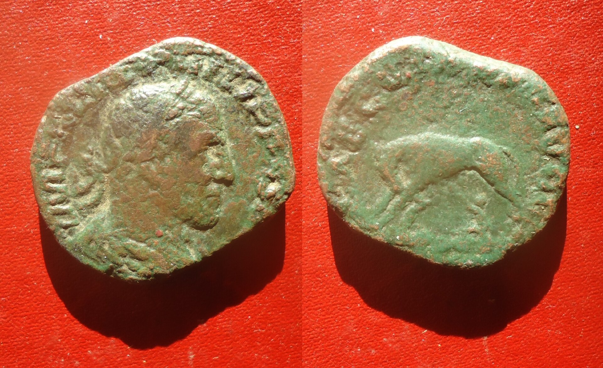 Philip I - Sestertius Wolf & twins Dec 2021 (0aa).jpg