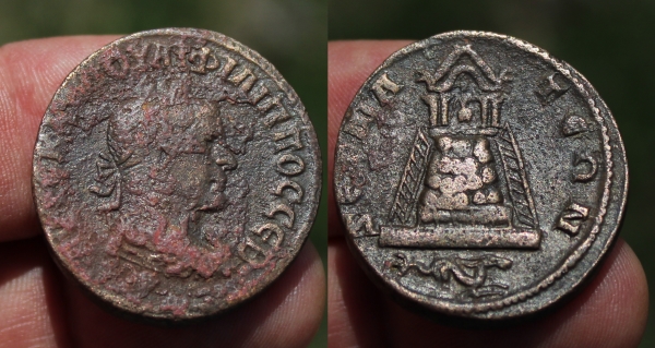 philzeugma.jpg