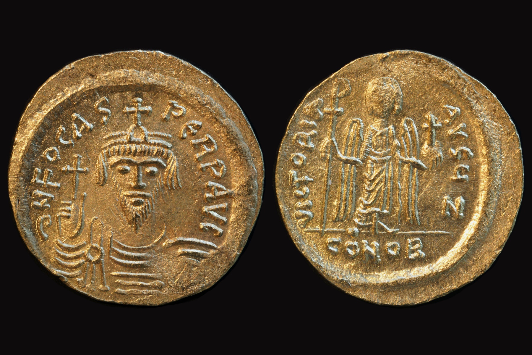 Phocas solidus.jpg