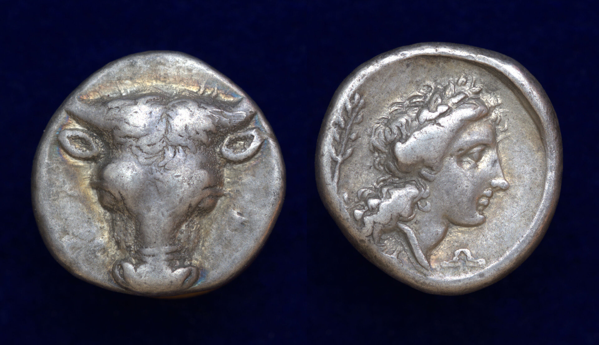 Phocis Hemidrachm Bull.jpg