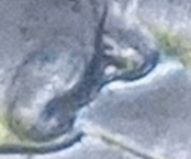 Photo_Magnifying 09.12.2023 11_35_07~3.png