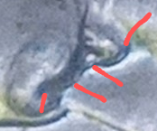 Photo_Magnifying 09.12.2023 11_35_07~4.png