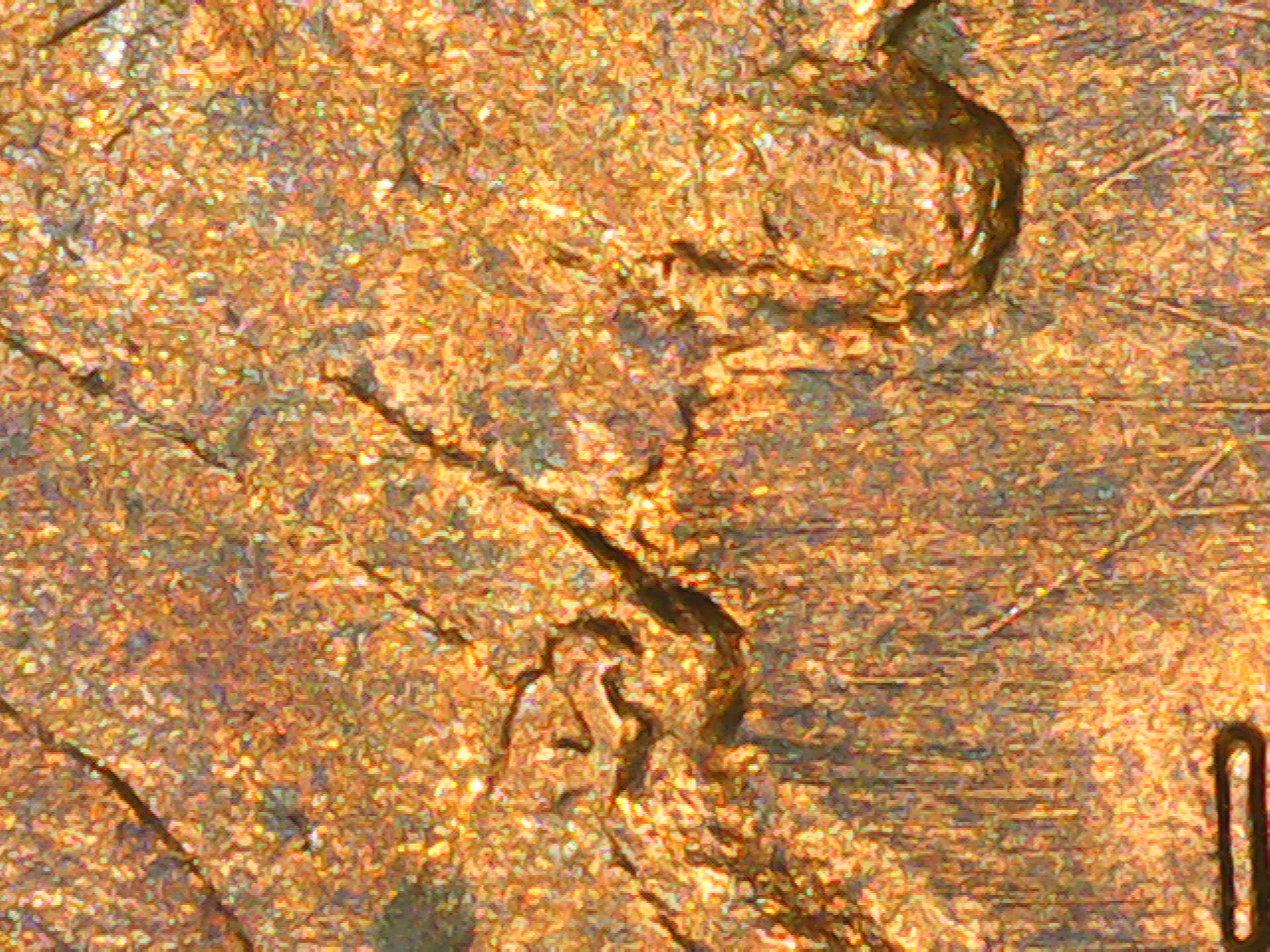 PICT0006.jpg