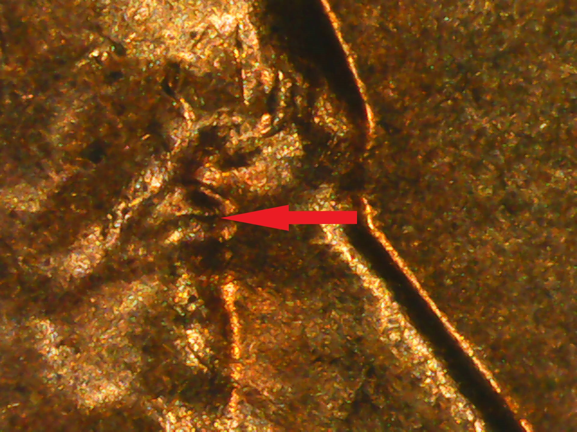 PICT0008.jpg