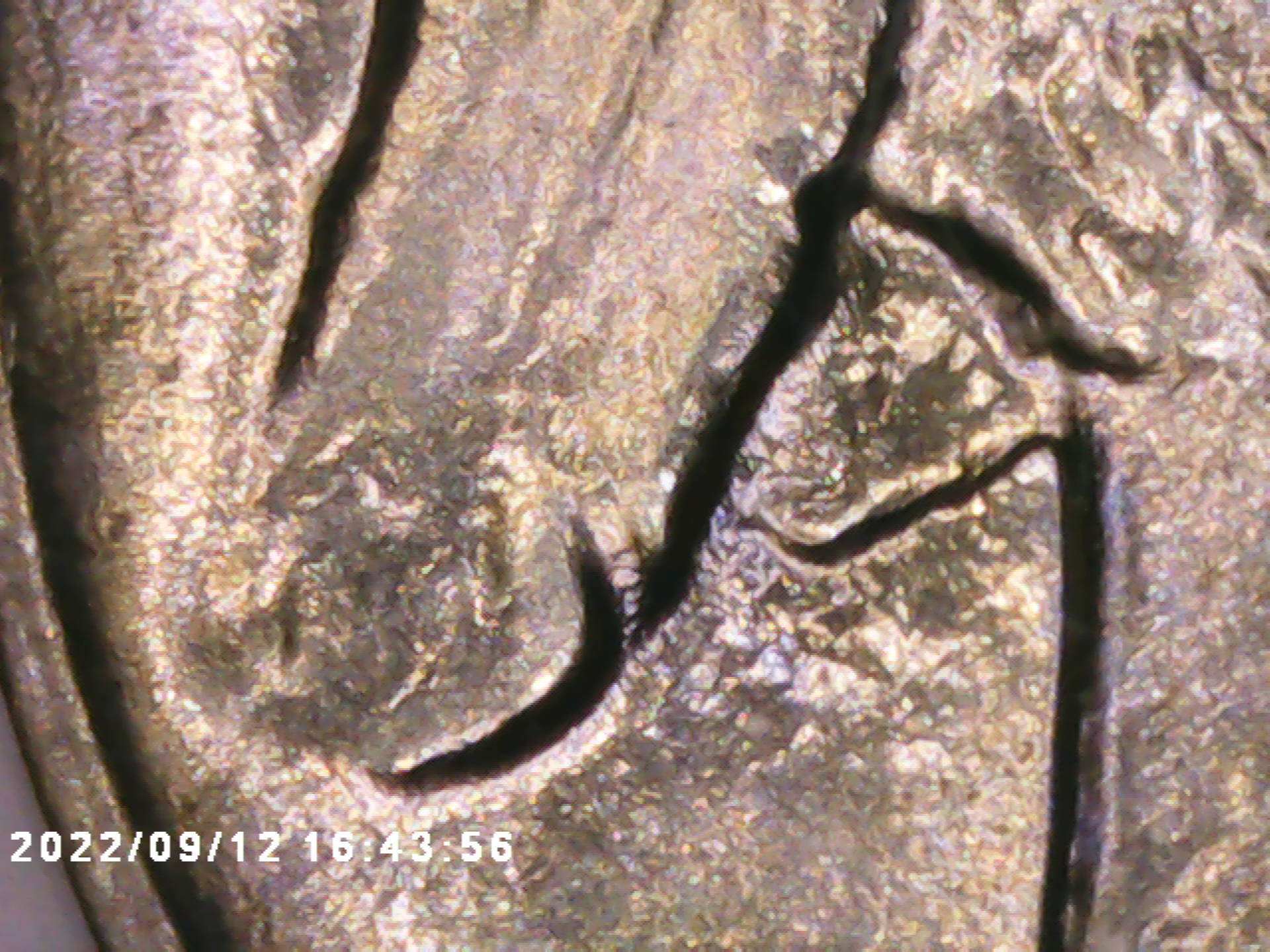 PICT0084.jpg