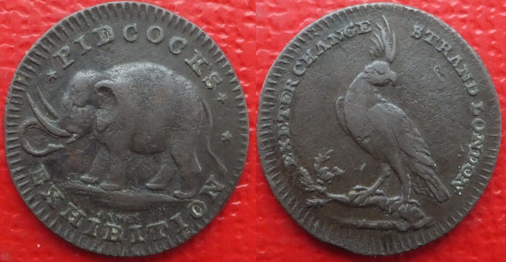 Pidcocks ¼d Elephant & Cockatoo (3).jpg