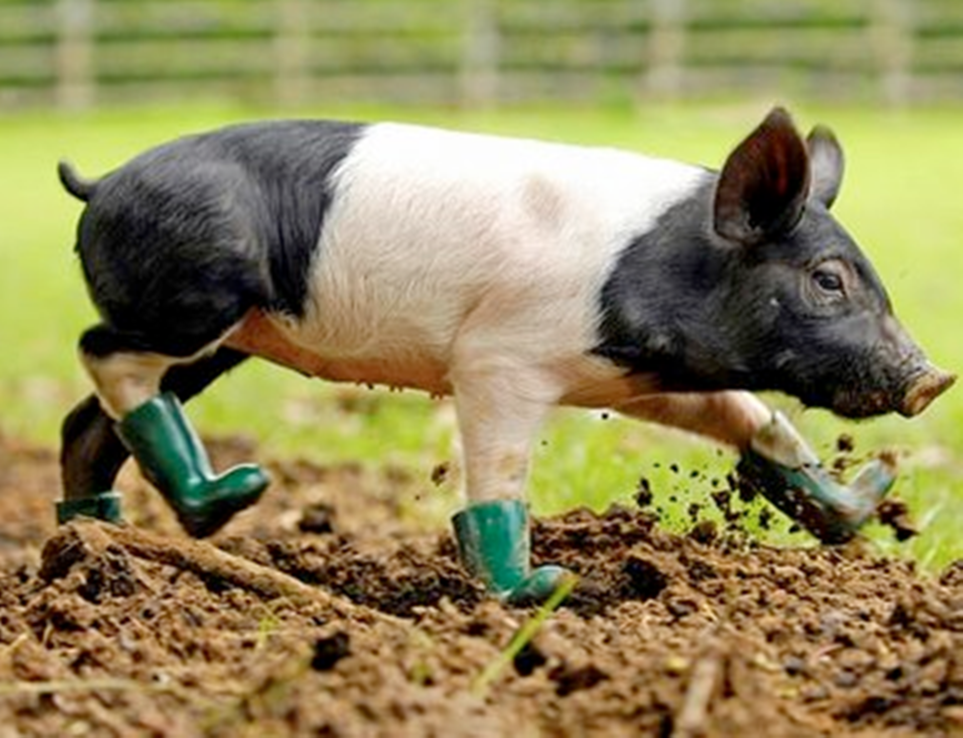 pig-in-shit.png