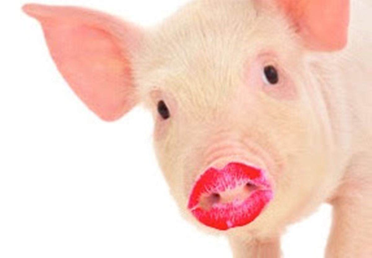 pig.jpg