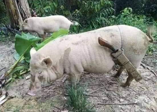 pig with bolo.jpg