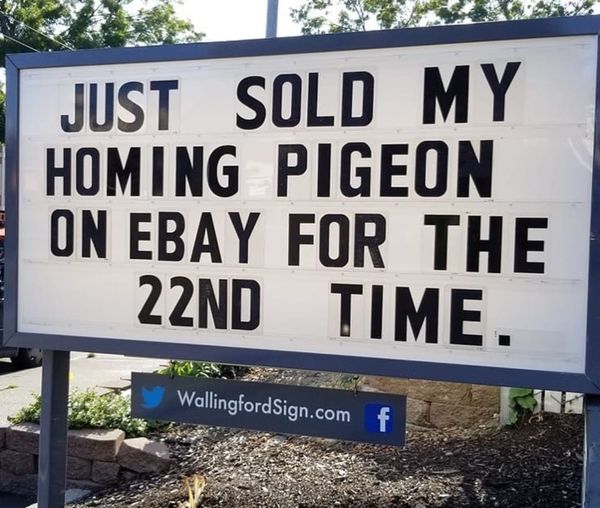 pigeon.jpg