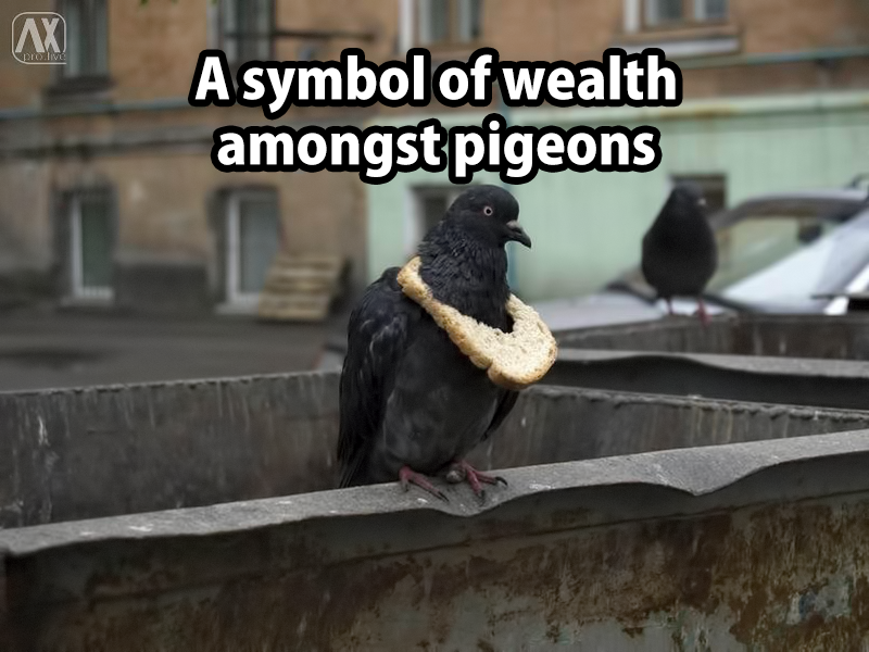 pigeonwealth.png