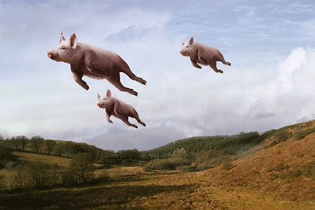 pigs.gif