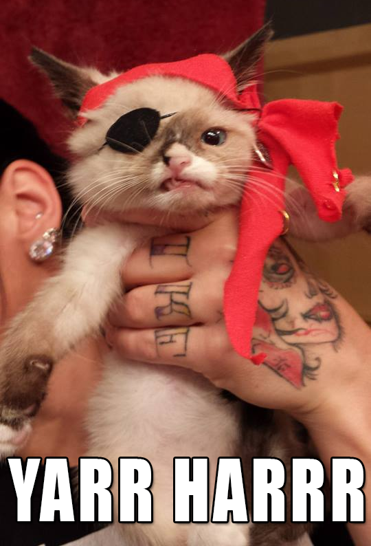 pirate-cat-kitten-yar-eye-patch-1379804410k (2).png