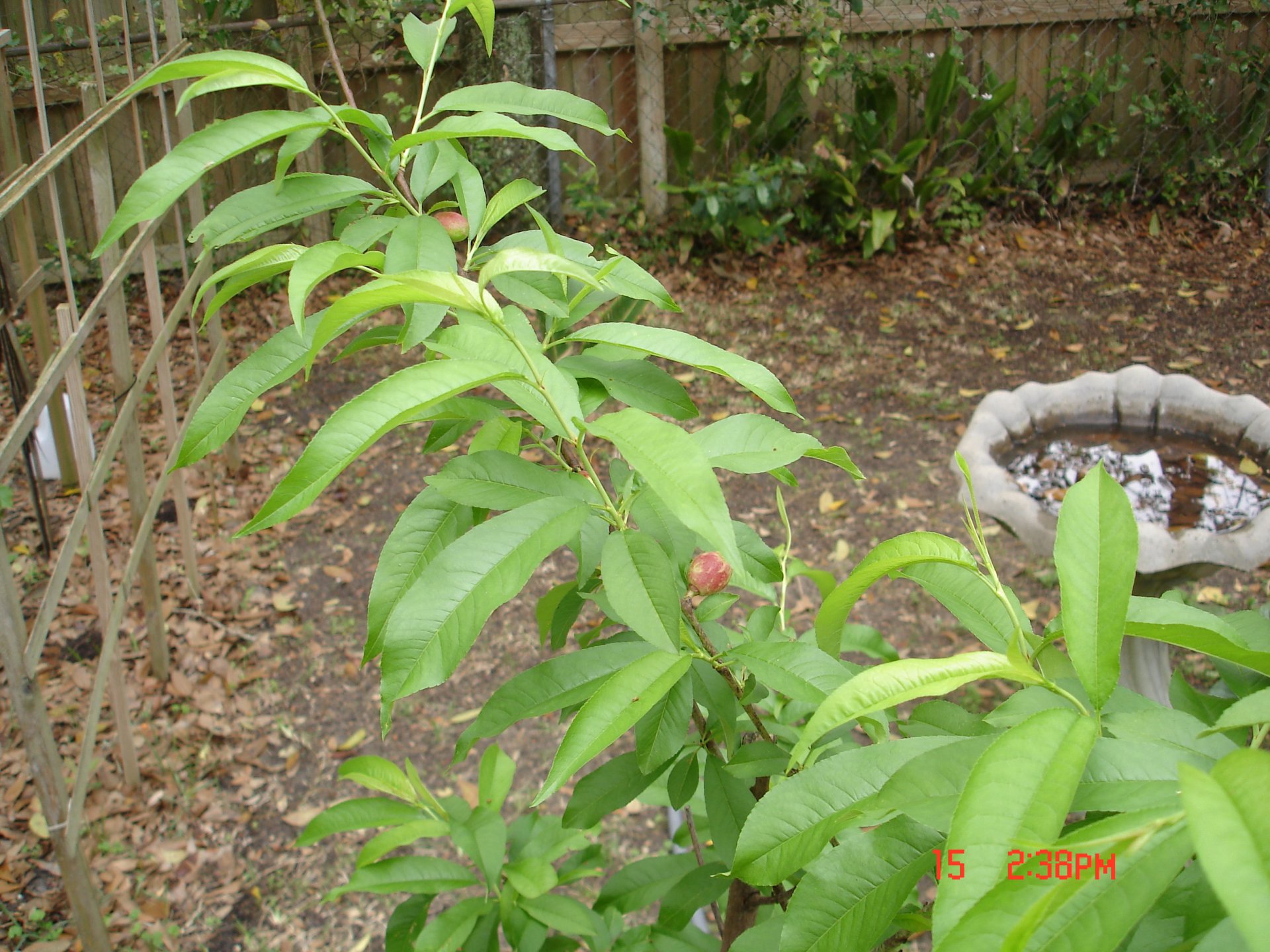 plants 002.JPG
