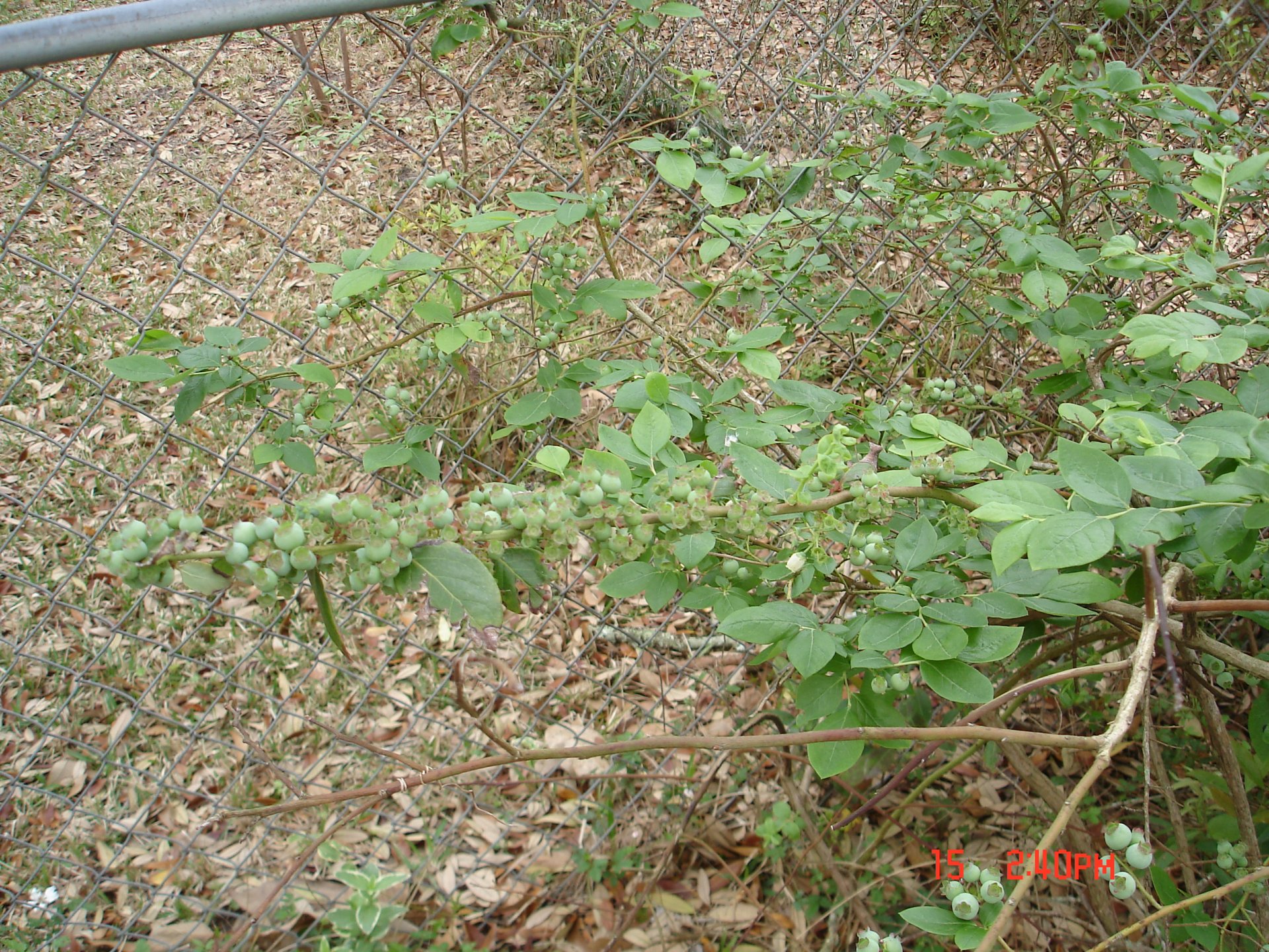 plants 004.JPG