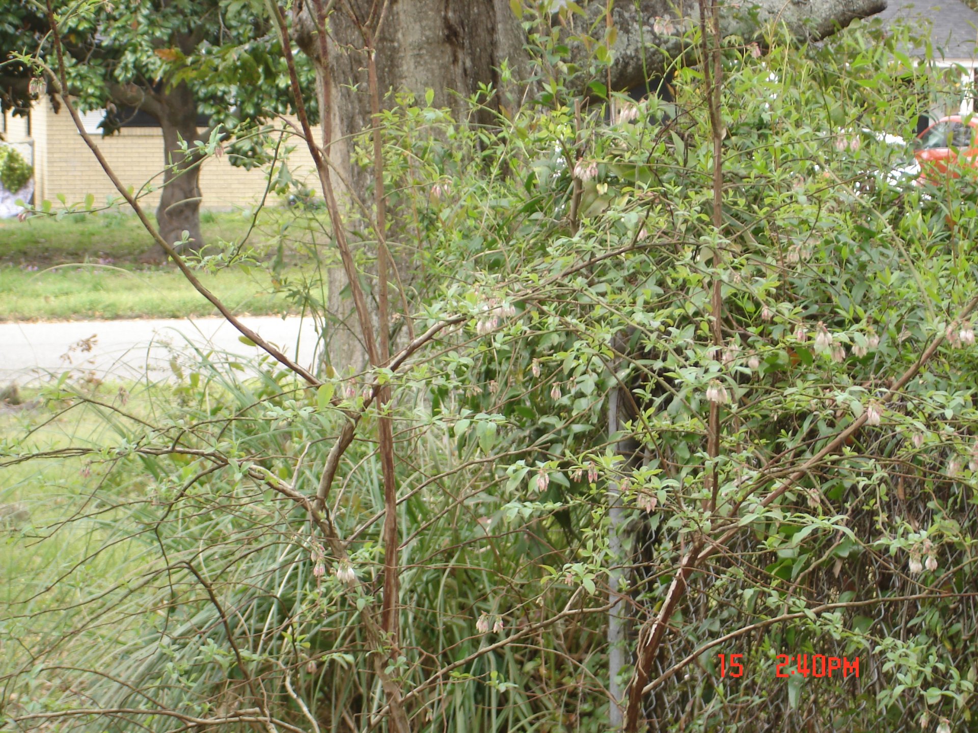 plants 005.JPG