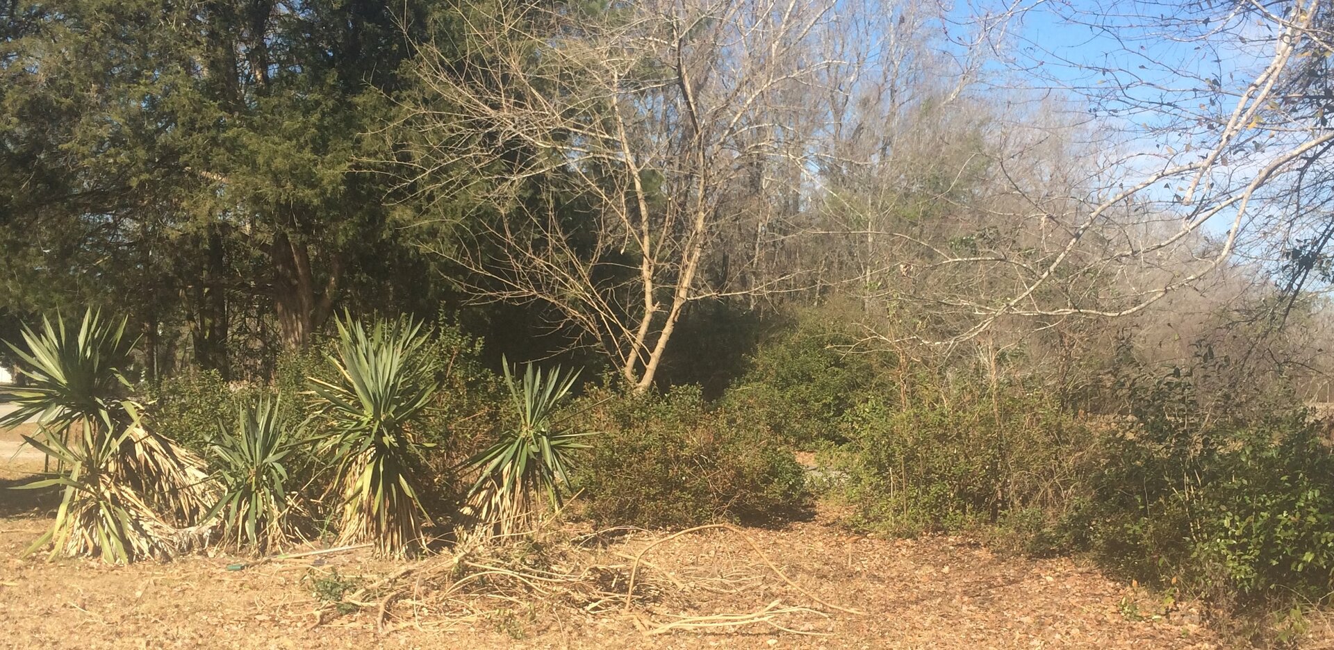 plants2.jpg