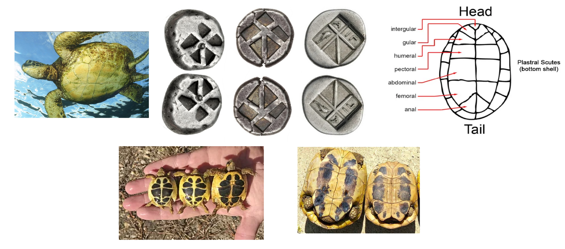 Plastron.png