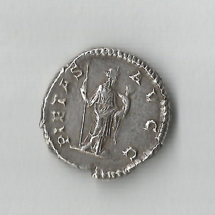 PlautillaCohen 16scarce.jpg