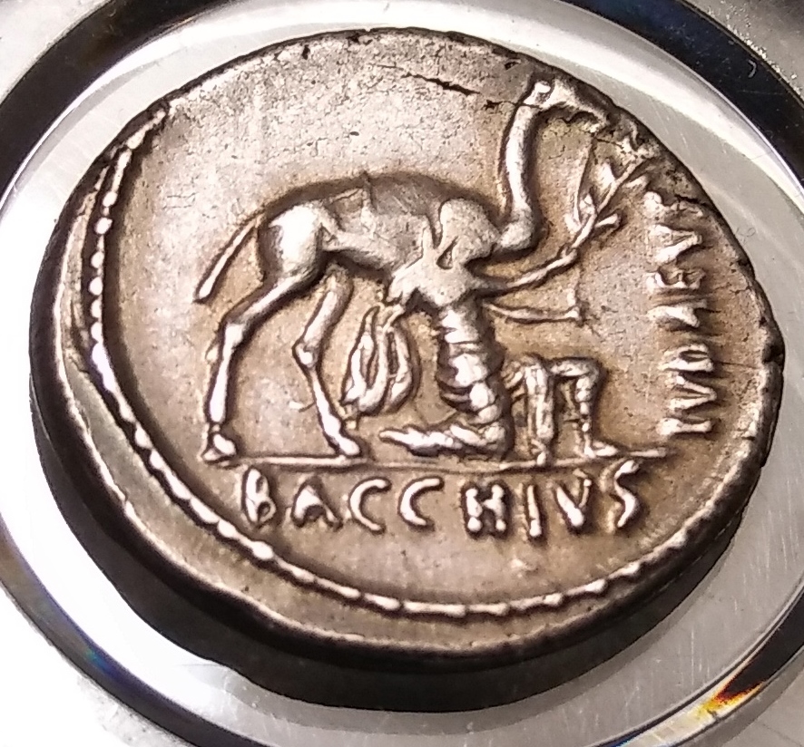 Plautius (Cybele-Camel) Rev 1.jpg