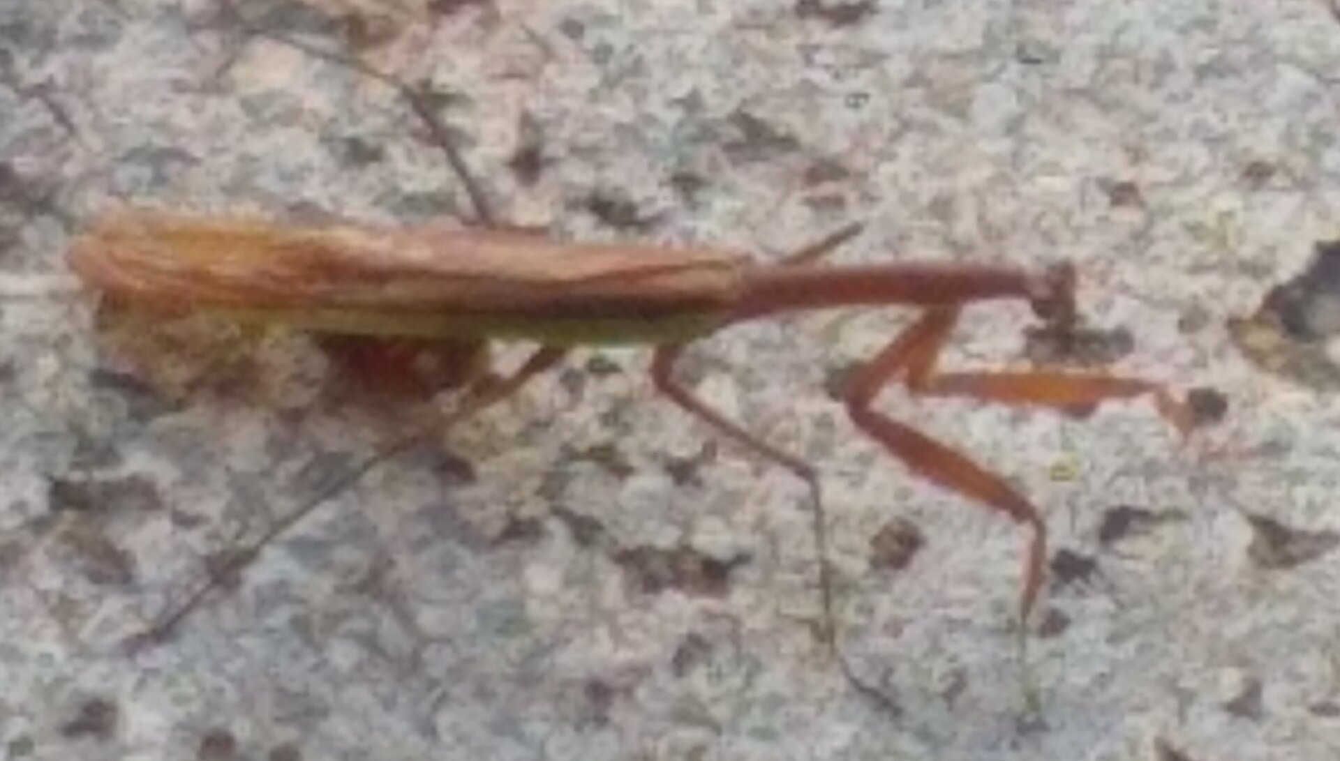 PMAntis2.jpg