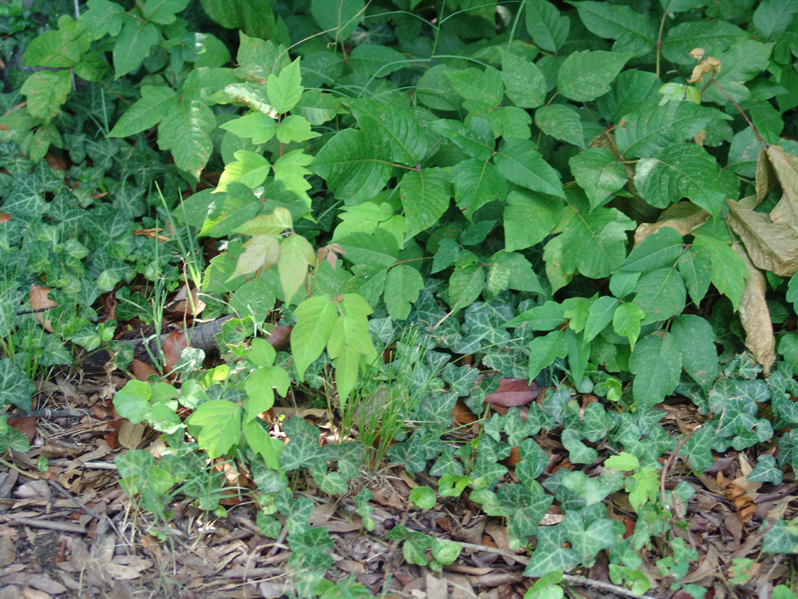 poison_ivy_plant_bush.jpg
