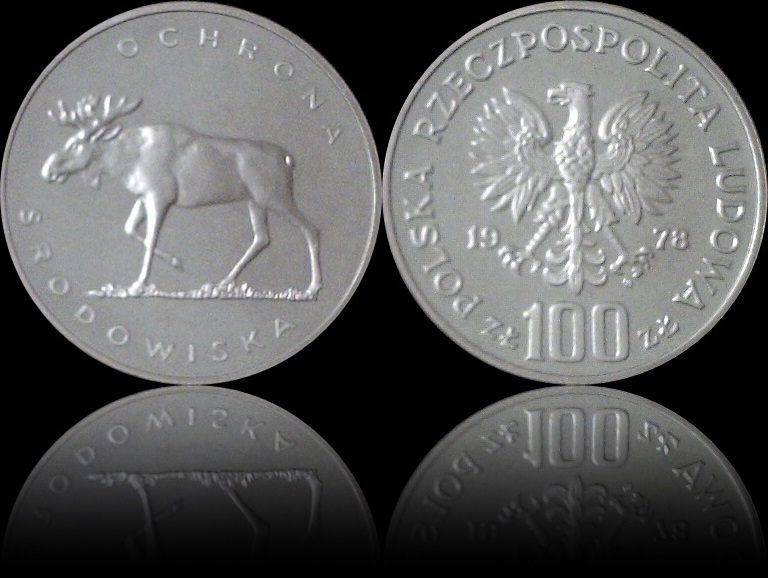 Poland moose 11.jpg