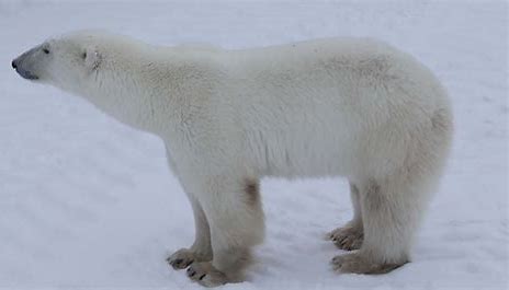 POLAR BEAR.jpg