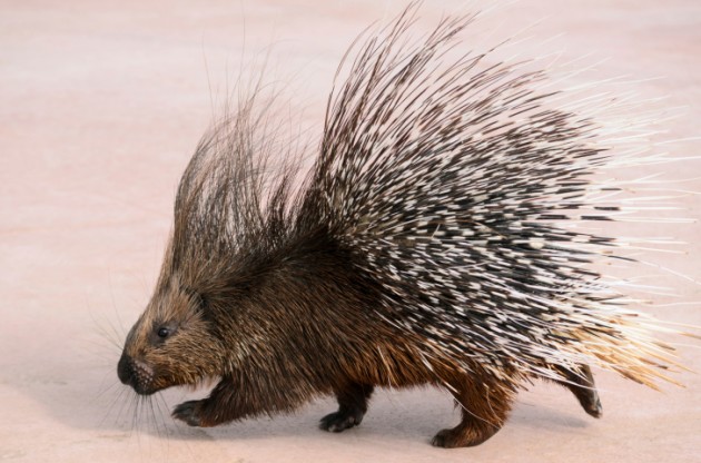 Porcupine.jpg