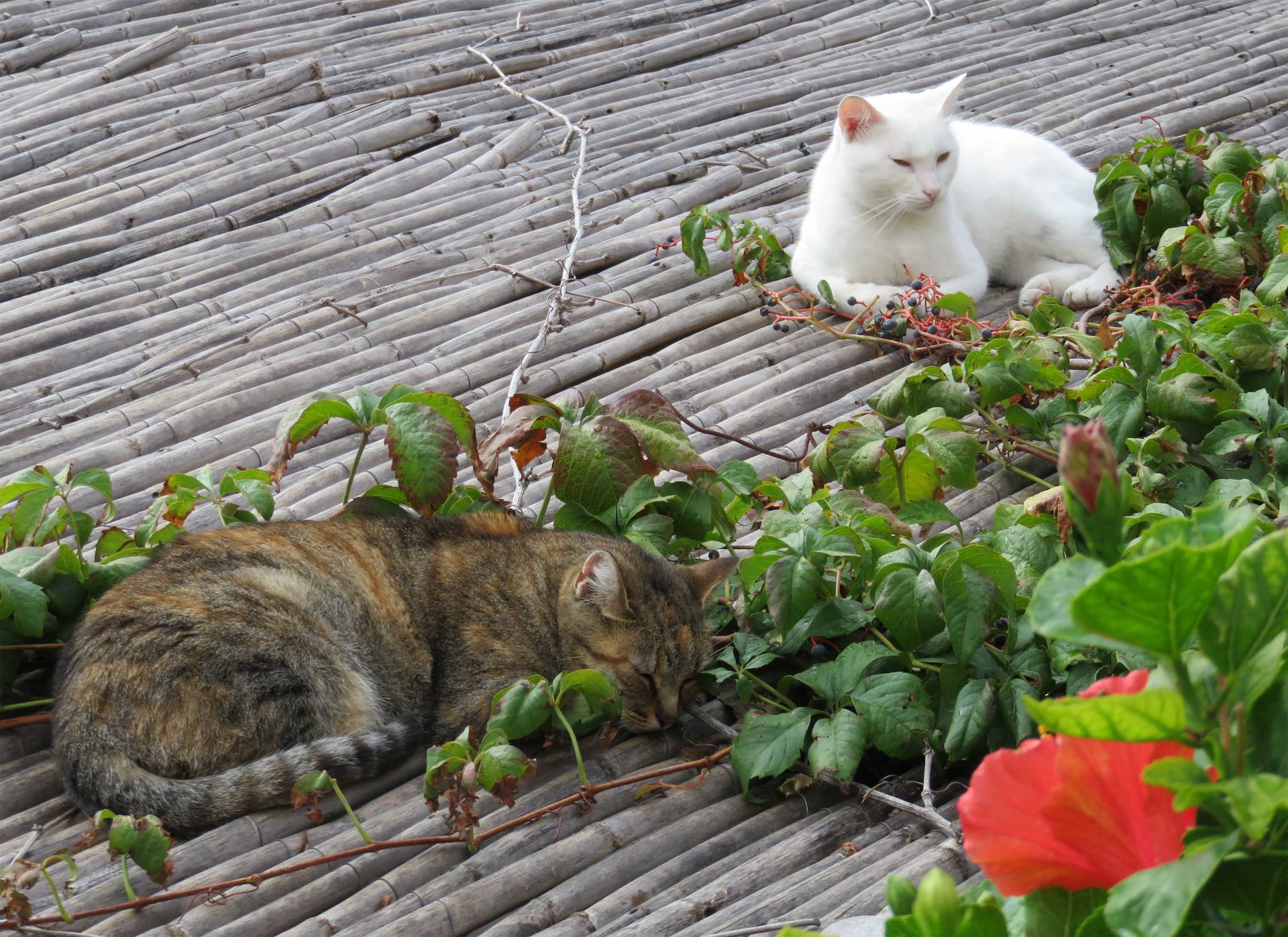Positano cats1.jpg