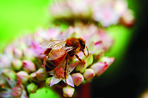 ppma_honey_bee_488x324.jpg