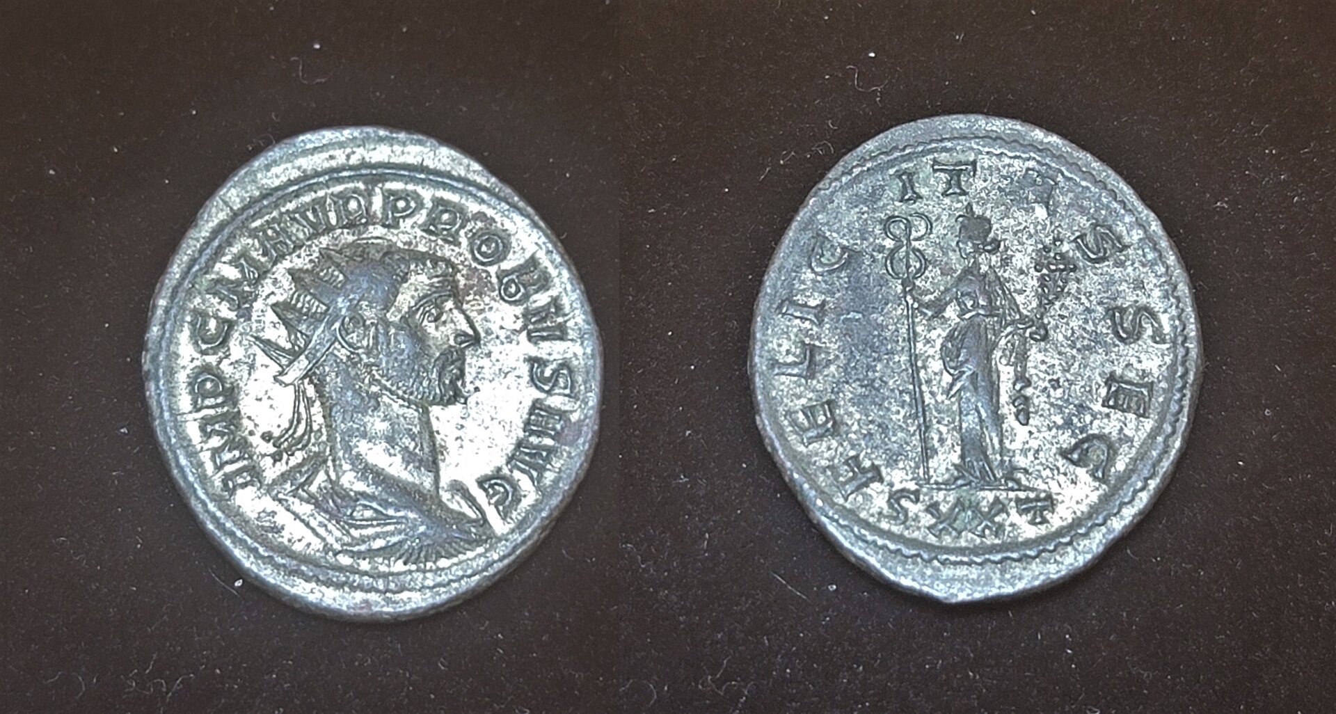 probus front.jpg