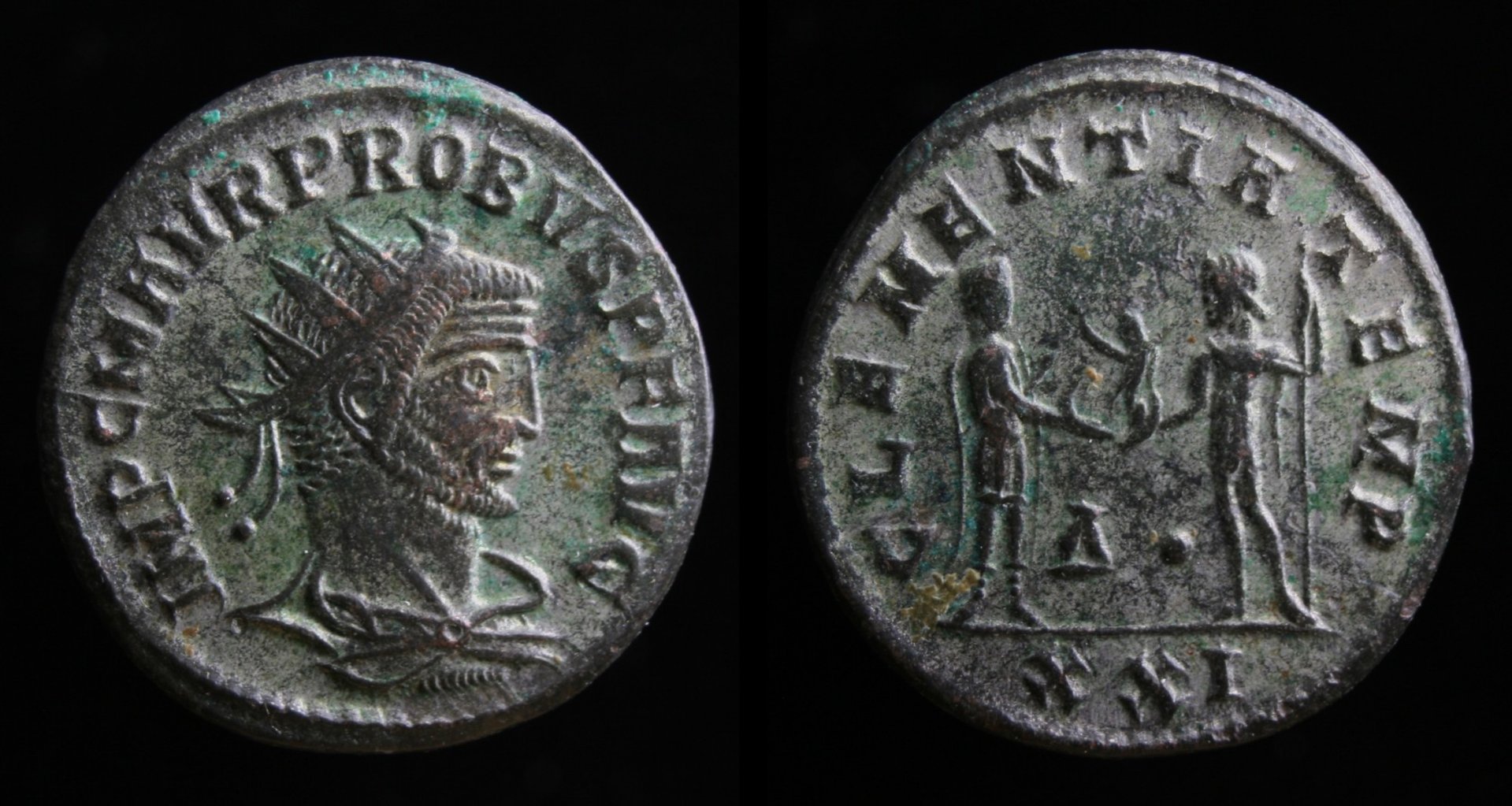 Probus saturninus placeholder.jpg