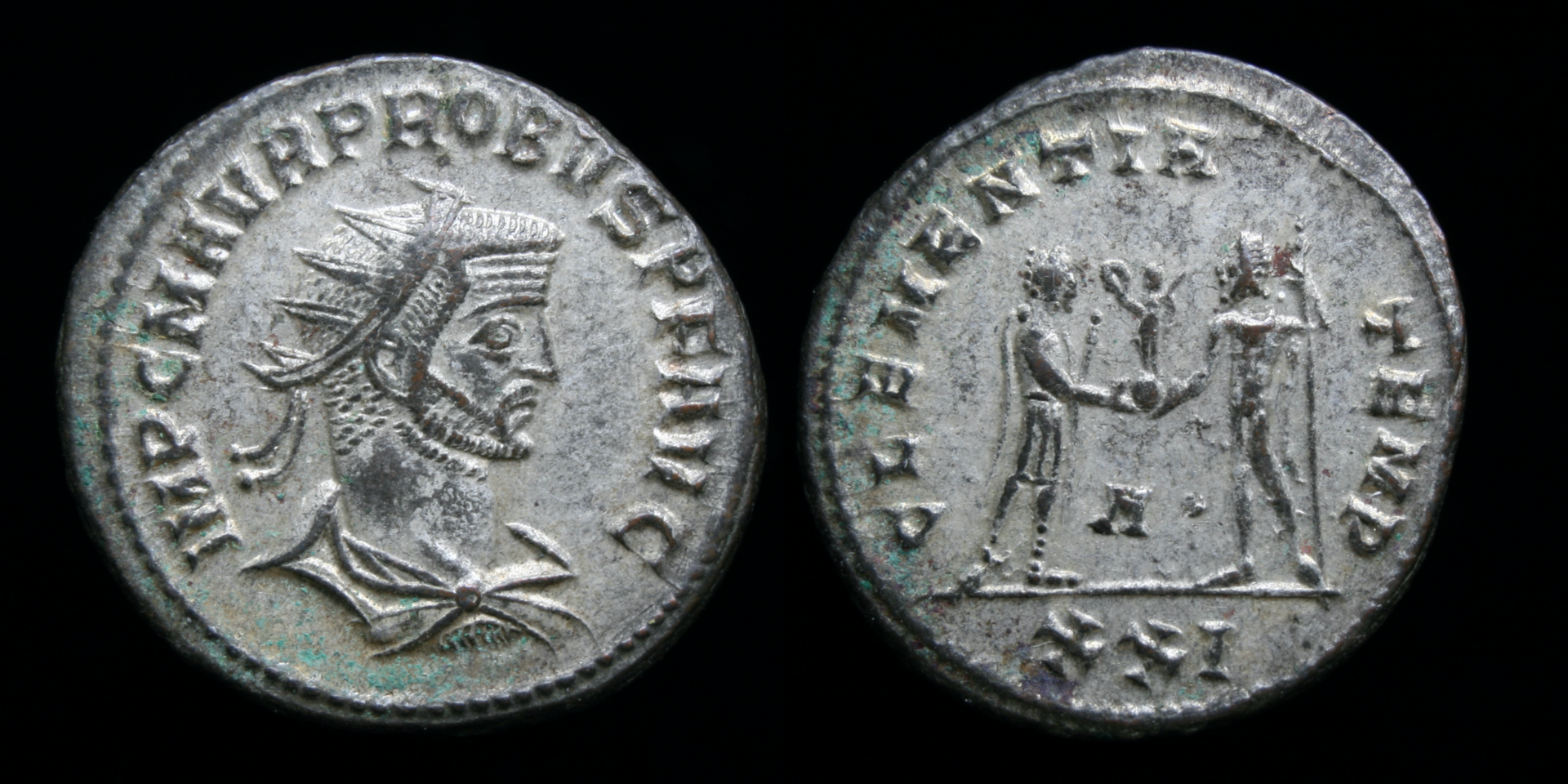 probus saturninus.png