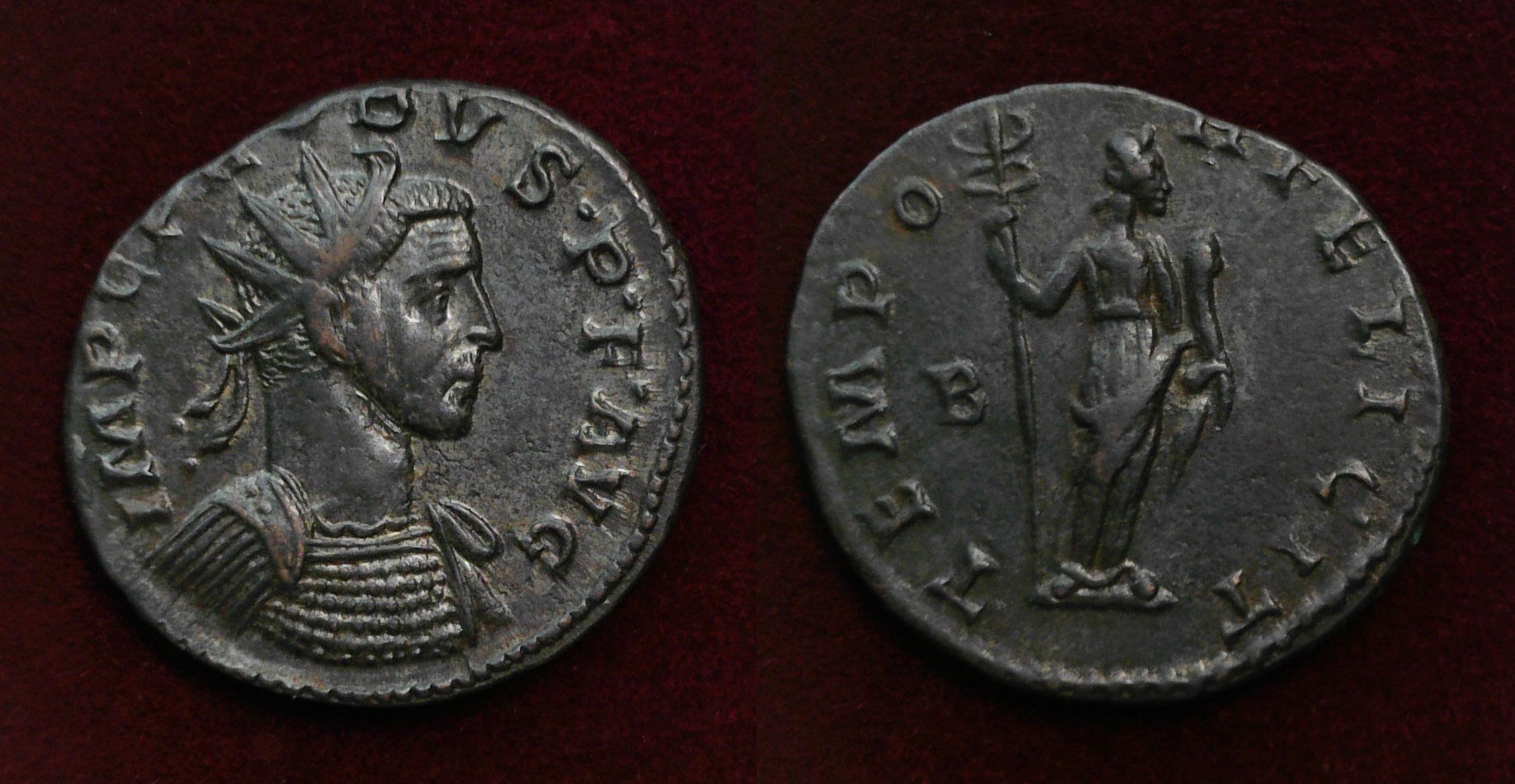 Probus Tempor Felicit R3 b.jpg