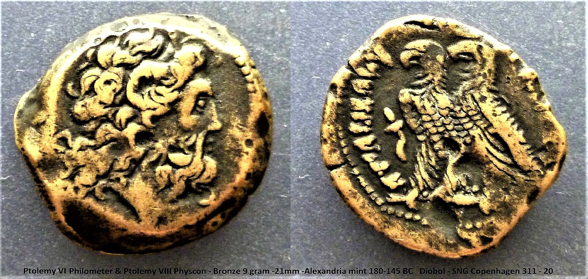Ptolemy VI-VIII diobol (2).jpg