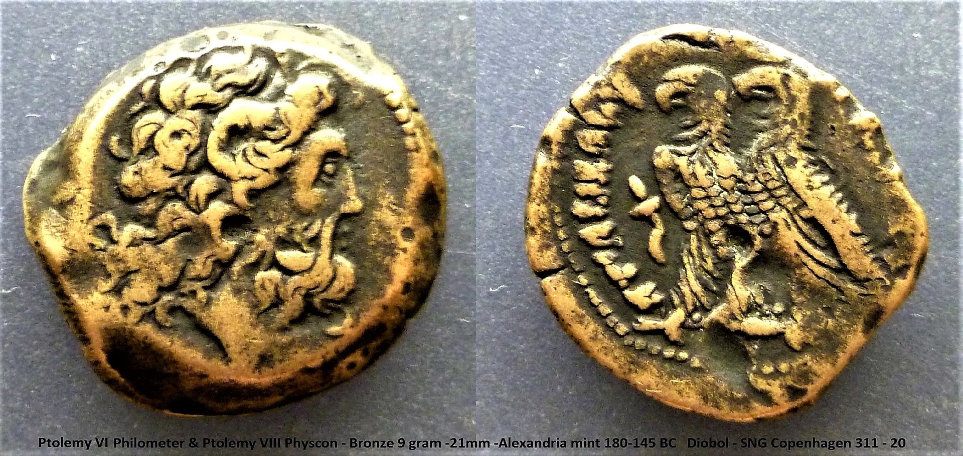 Ptolemy VI-VIII diobol.jpg