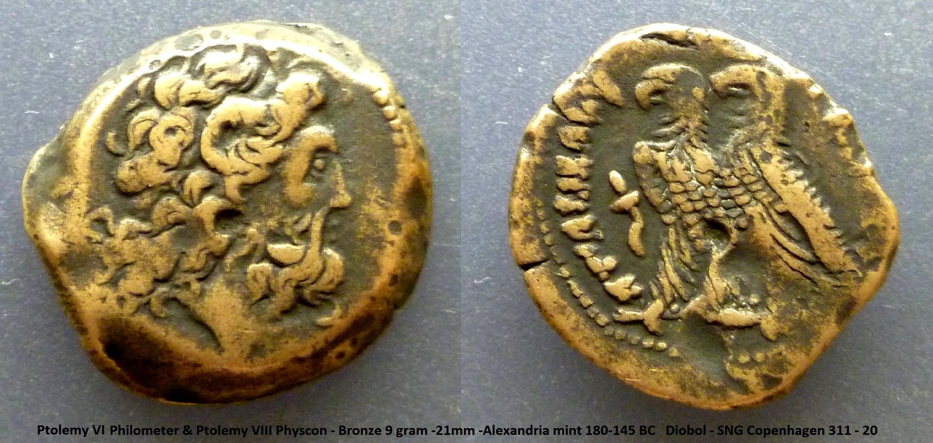 Ptolemy VI-VIII diobol.jpg
