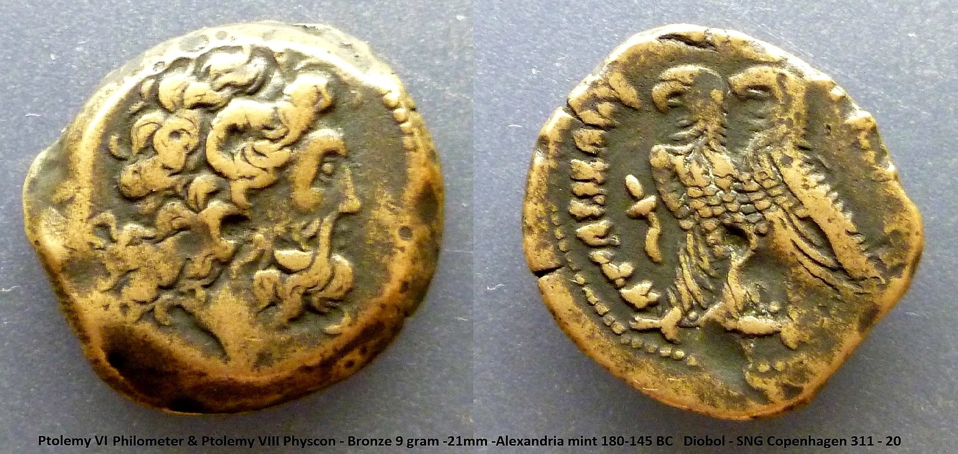 Ptolemy VI-VIII diobol.jpg