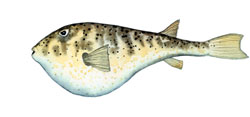 puffer.jpg