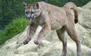 puma.jpg