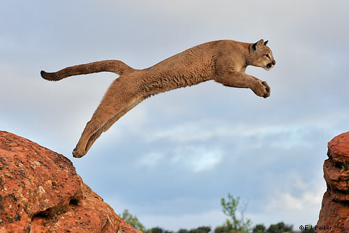 puma_1.jpg