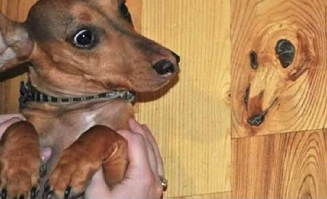 Pup&Hound.JPG
